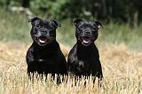 STAFFIE 137